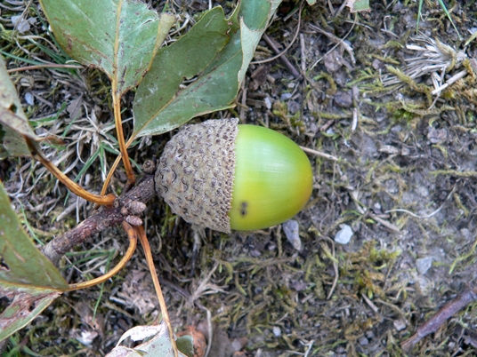 {Quercus montana}
